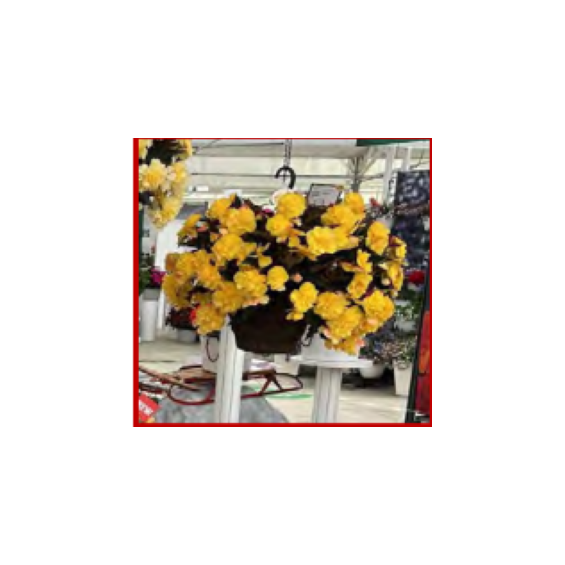 Begonia_Hanging_basket