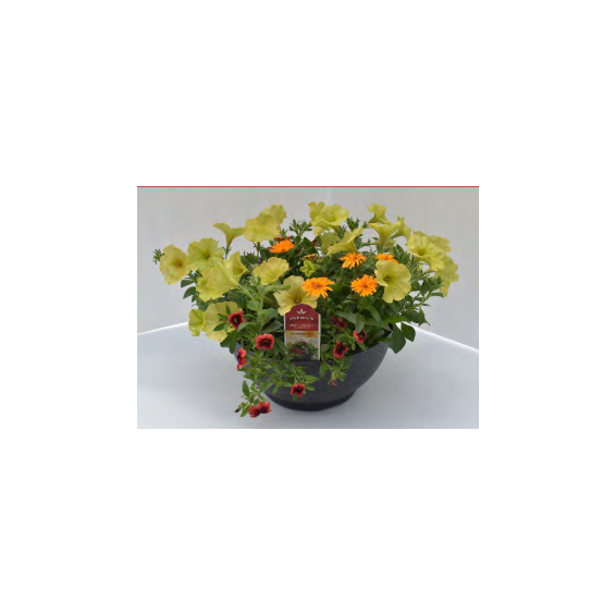 Harmony_Bowl