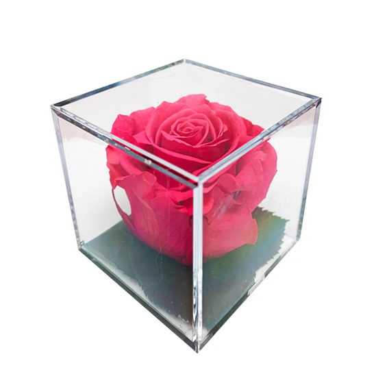 Infinite_Hot_Pink_Rose