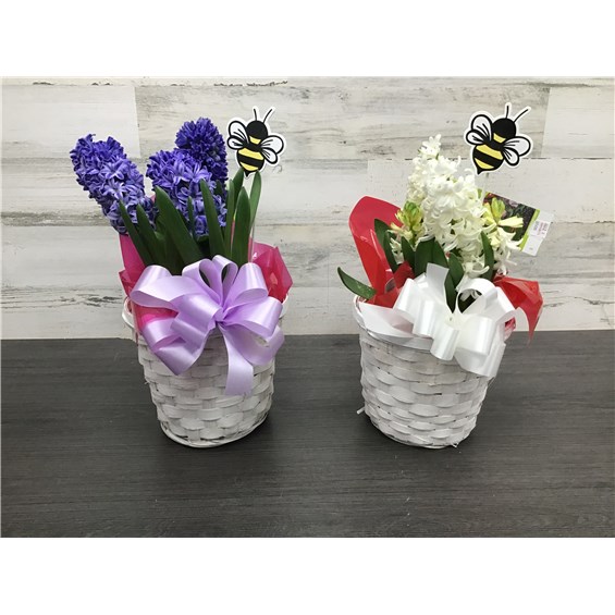 SP26-BP-6Hyacinth