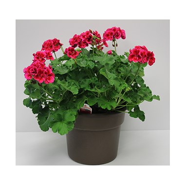 300__10inch_Geranium_Tub_(6)