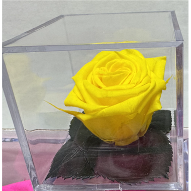 Infinite_Yellow_Rose