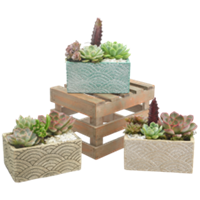 427_Breeze_Succulent