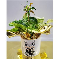5_in_Dog_Planter_with_Pinwheel__2_-_19.99