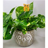 8_in_Cement_Owl_Planter_with_Owl_Pick_(Assorted_Colors)_-_34.99