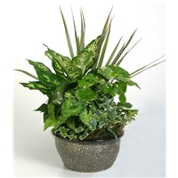 Mixed_Garden_Classic