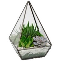 Pyramid_Succulent_Terrarium