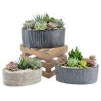 Slate_Oval_Succulent